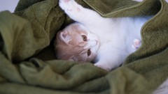 Animals cats Kittens