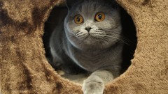 Animals cats Kittens