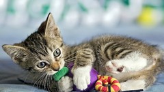 Animals cats Kittens