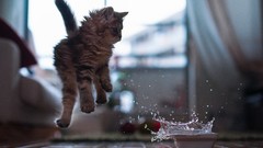 Animals cats Kittens