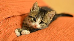 Animals cats Kittens