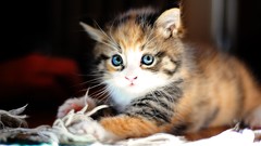 Animals cats Kittens