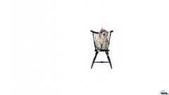 Animals cats Kittens artwork