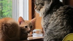 Animals cats Kittens baby animals