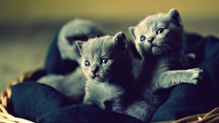 Animals cats Kittens baby animals