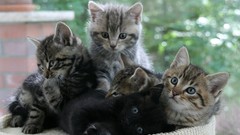 Animals cats Kittens baby animals