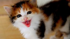 Animals cats Kittens baby animals