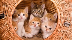 Animals cats Kittens baskets