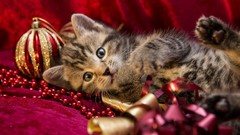 Animals cats Kittens Beads Ribbons fabric depth of field 