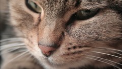 Animals cats Kittens beds bedroom