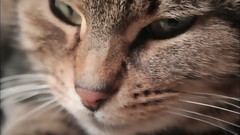 Animals cats Kittens beds faces