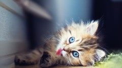 Animals cats Kittens ben torode