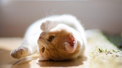 Animals cats Kittens ben torode