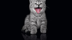 Animals cats Kittens black background tongue