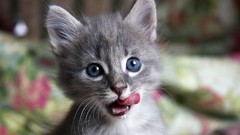 Animals cats Kittens blue eyes