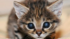 Animals cats Kittens blue eyes