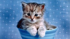 Animals cats Kittens blue eyes