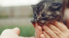 Animals cats Kittens blue eyes