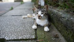 Animals cats Kittens blue eyes