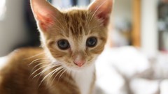 Animals cats Kittens blue eyes