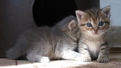Animals cats Kittens blue eyes