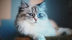 Animals cats Kittens blue eyes