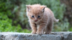 Animals cats Kittens blue eyes