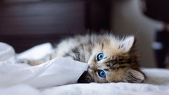 Animals cats Kittens blue eyes ben torode
