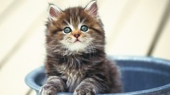 Animals cats Kittens blue eyes feline