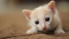 Animals cats Kittens blue eyes pets Mammals stock photo