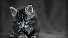 Animals cats Kittens blue eyes selective coloring
