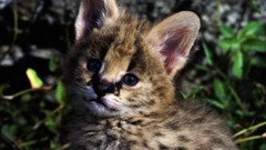 Animals cats Kittens blue eyes serval