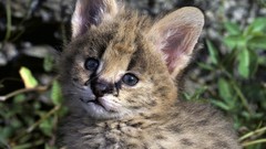 Animals cats Kittens blue eyes serval baby animals