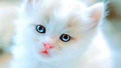 Animals cats Kittens blue eyes white cat baby animals