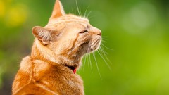 Animals cats Kittens bokeh