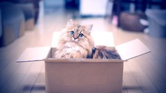 Animals cats Kittens boxes bokeh feline ben torode