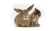 Animals cats Kittens Bunnies Simple Background