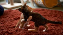 Animals cats Kittens carpets Mammals