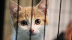 Animals cats Kittens chance pets