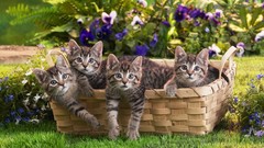 Animals cats Kittens cubs baskets pets feline domestic cat