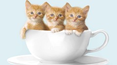 Animals cats Kittens cups