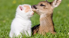 Animals cats Kittens fawn baby animals