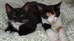 Animals cats Kittens feline