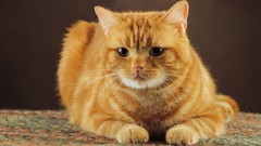 Animals cats Kittens feline