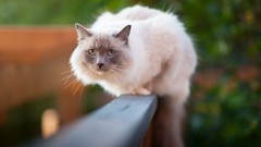 Animals cats Kittens fences outdoors