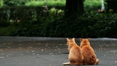 Animals cats Kittens Friends