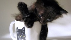 Animals cats Kittens funny