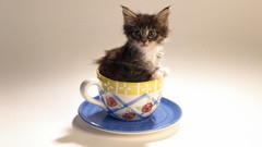 Animals cats Kittens funny cups