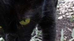 Animals cats Kittens green eyes