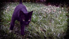 Animals cats Kittens green eyes